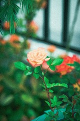 B93AB9E6-933E-4CB9-9FC5-B0F308E46857/L0/001