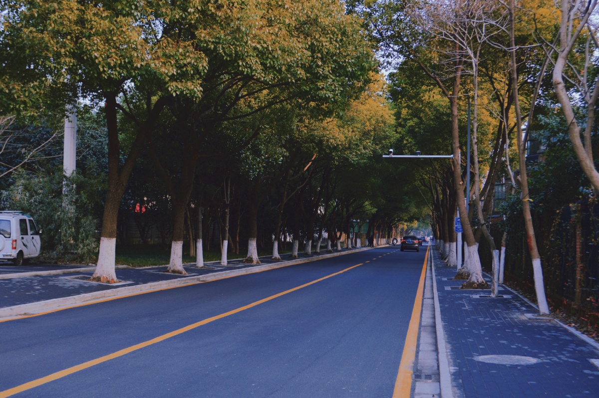 被城市掩埋的林荫道