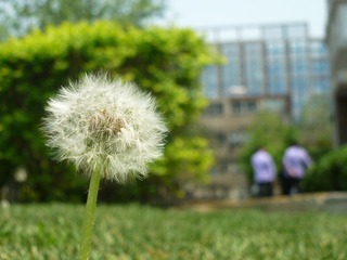 蒲公英的脚下