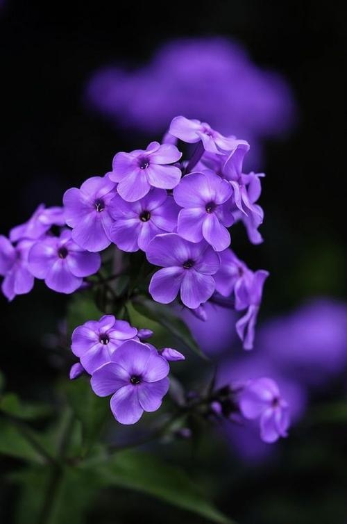 百花齐放 - 2021岁月静好 - 图虫