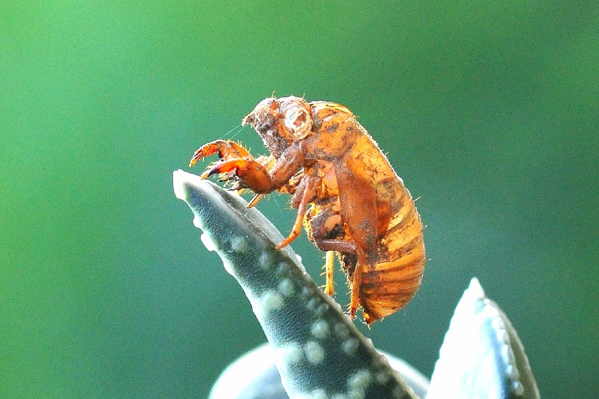 特写《蝉脱》