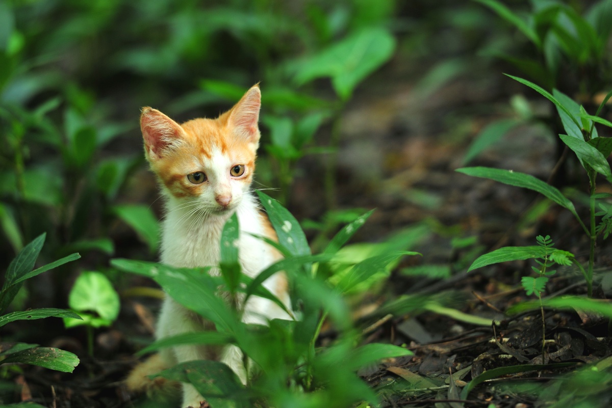 世界真奇妙好奇猫