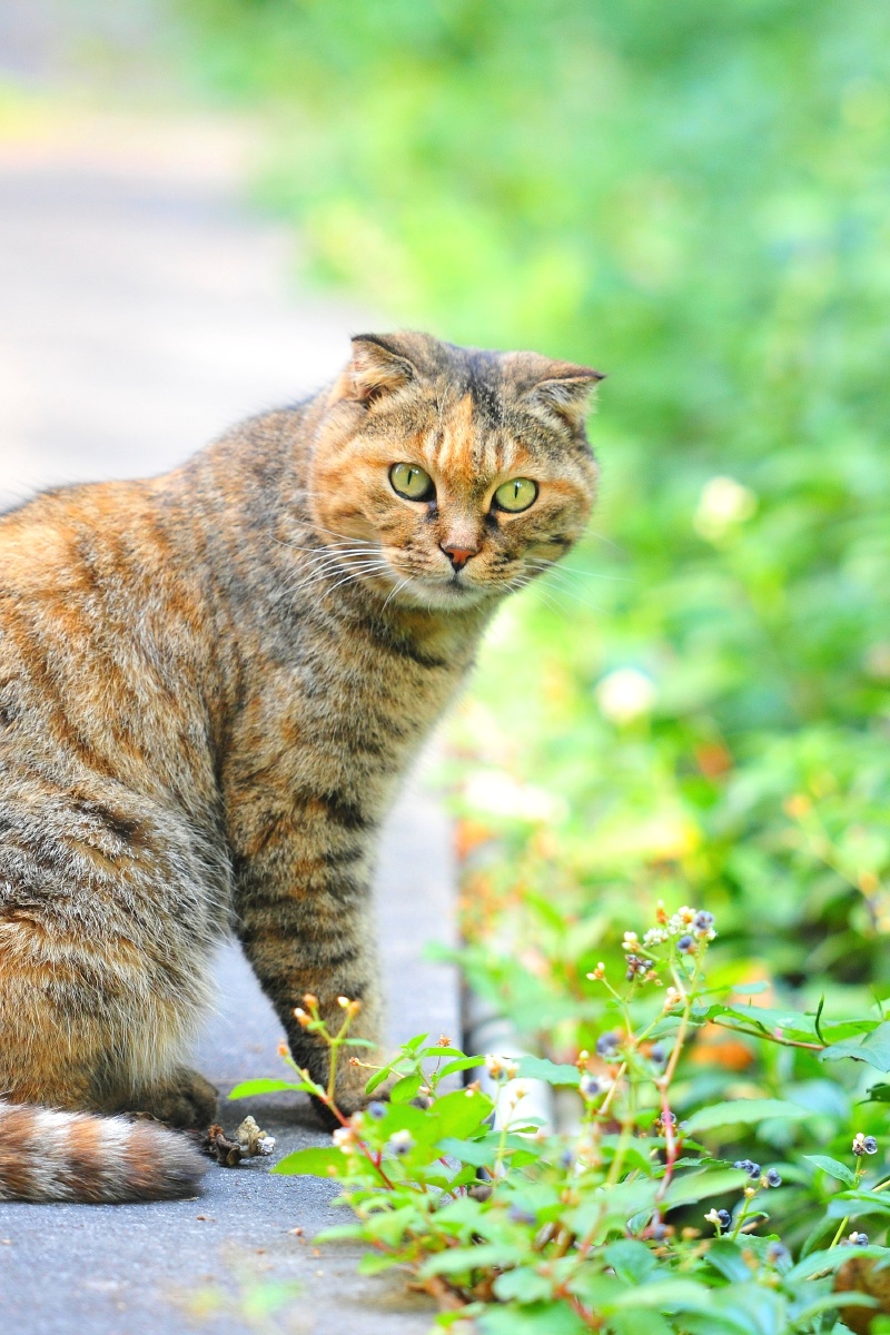 霸气的短耳虎纹流浪猫二年前拍的此猫咪一直在广州市黄花岗公园的北门