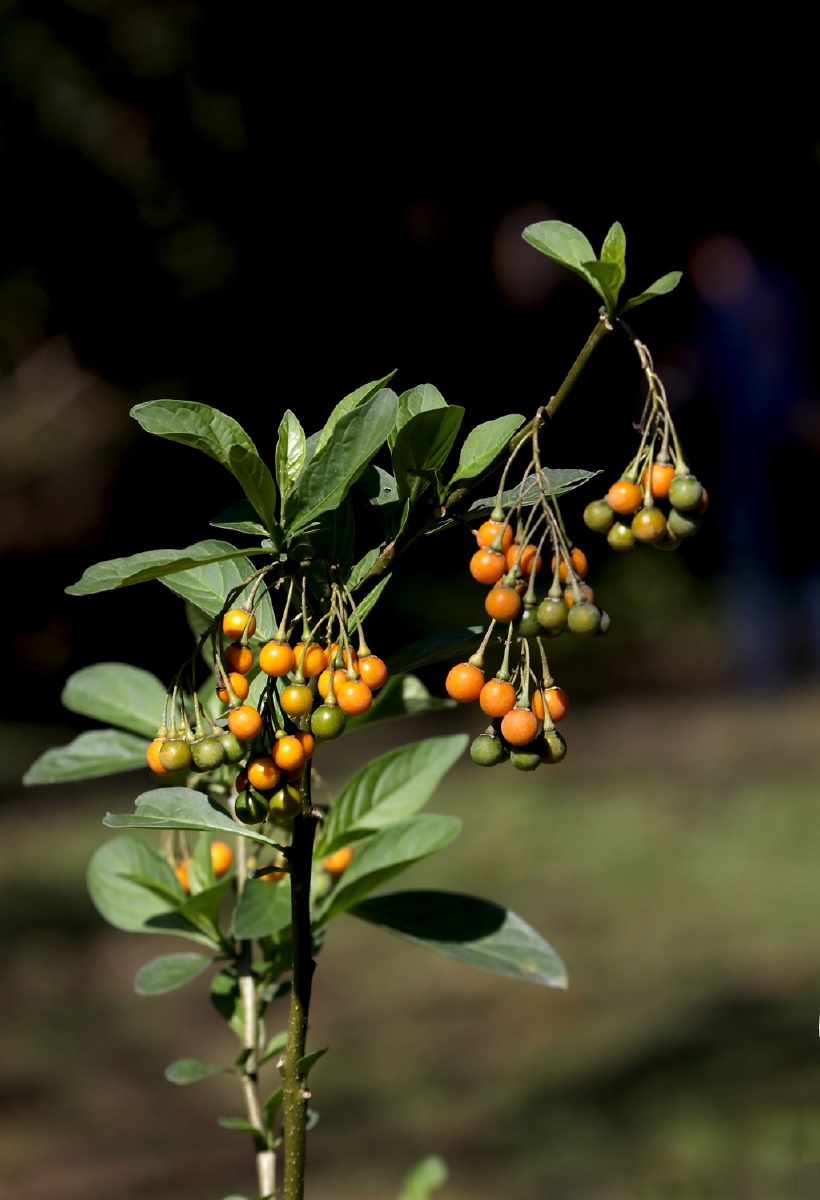 茄属植物旋花茄 - 小鹿迷失在奈良 - 图虫