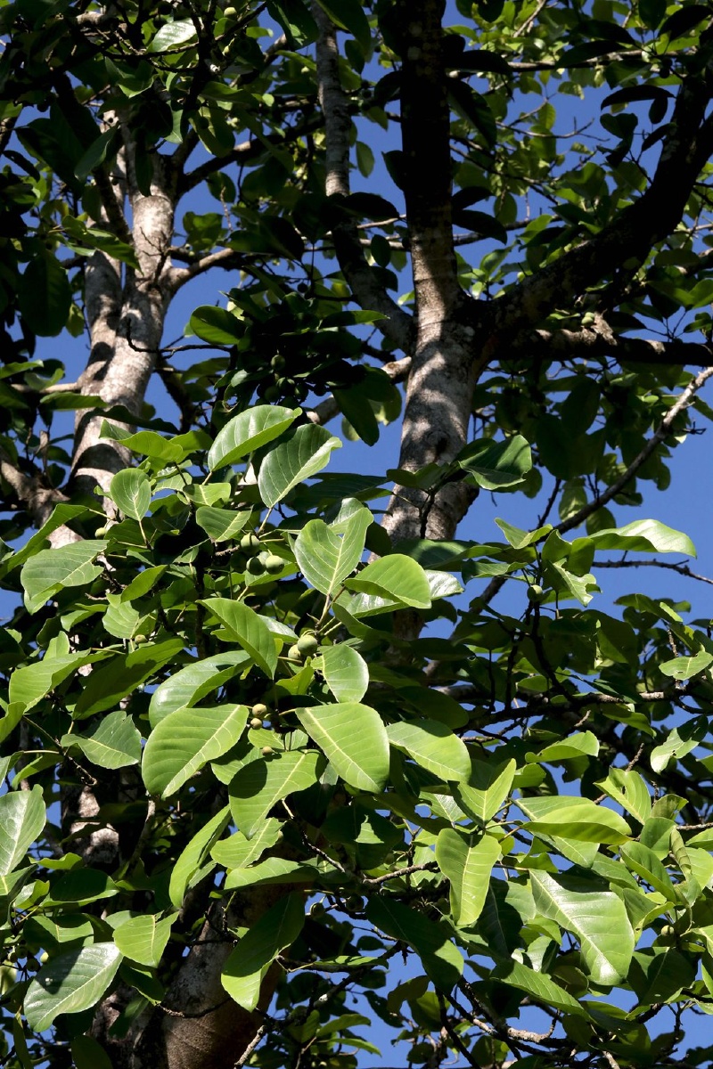 枝繁叶茂果实累累的高大乔木硬皮榕