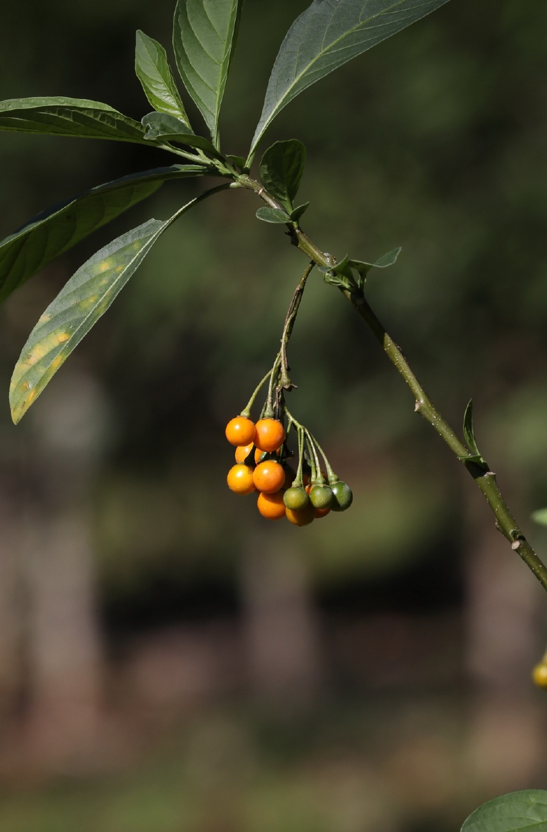 茄属植物旋花茄 - 小鹿迷失在奈良 - 图虫