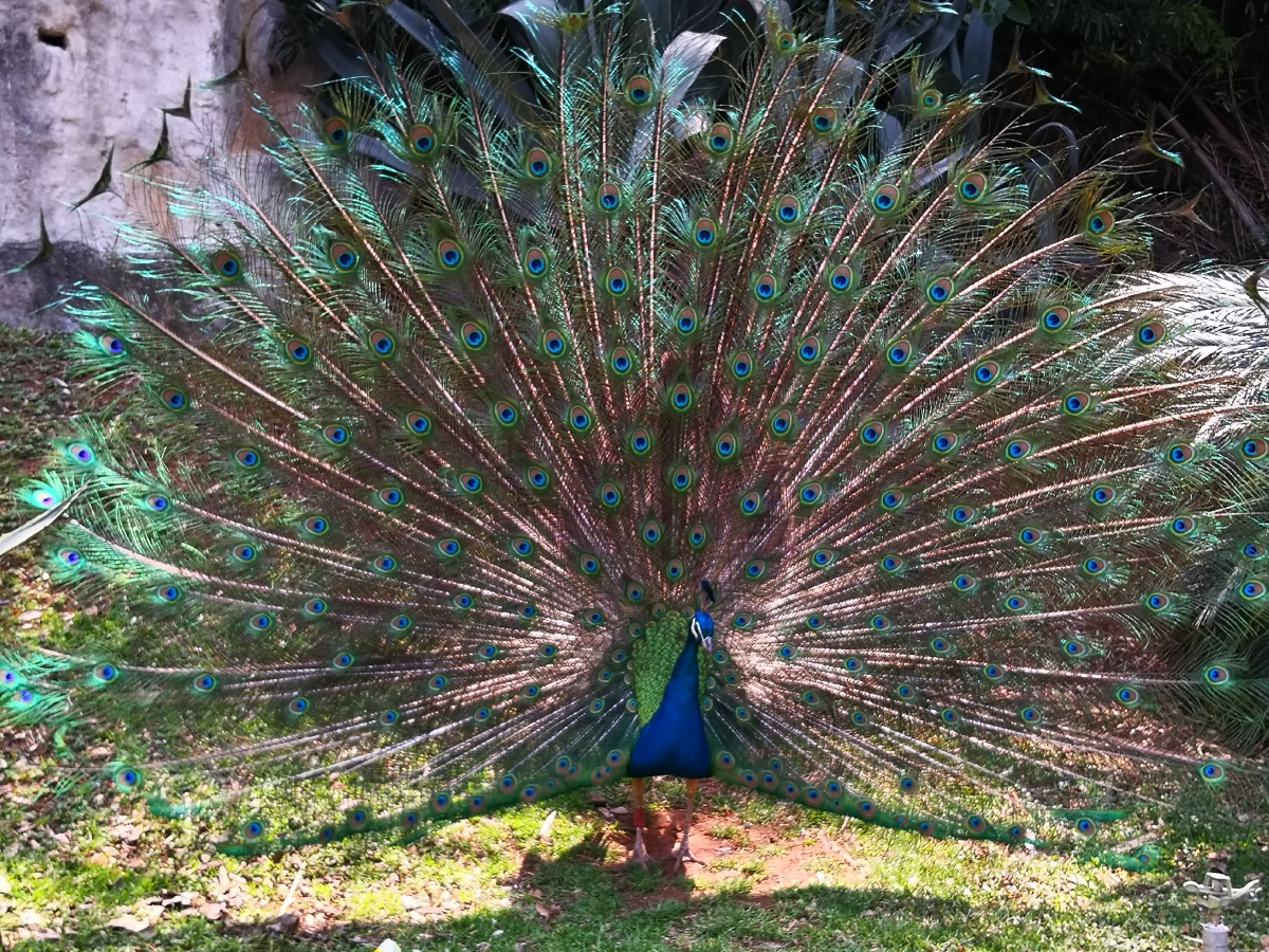 云南金孔雀开屏美丽动人呢啊