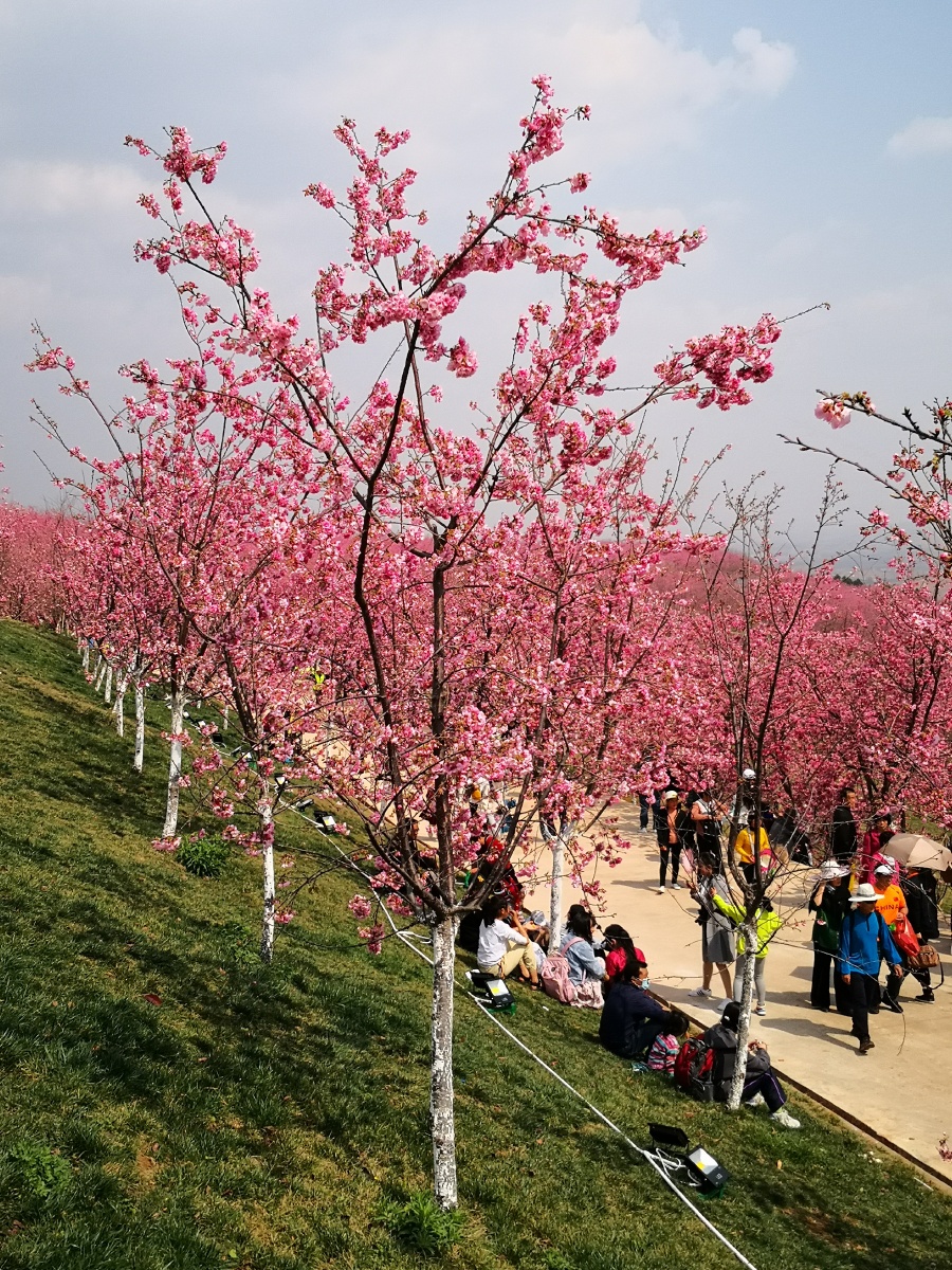 云南昆明宜良六百亩樱花谷中国第一啦啦啦美美美极了啊