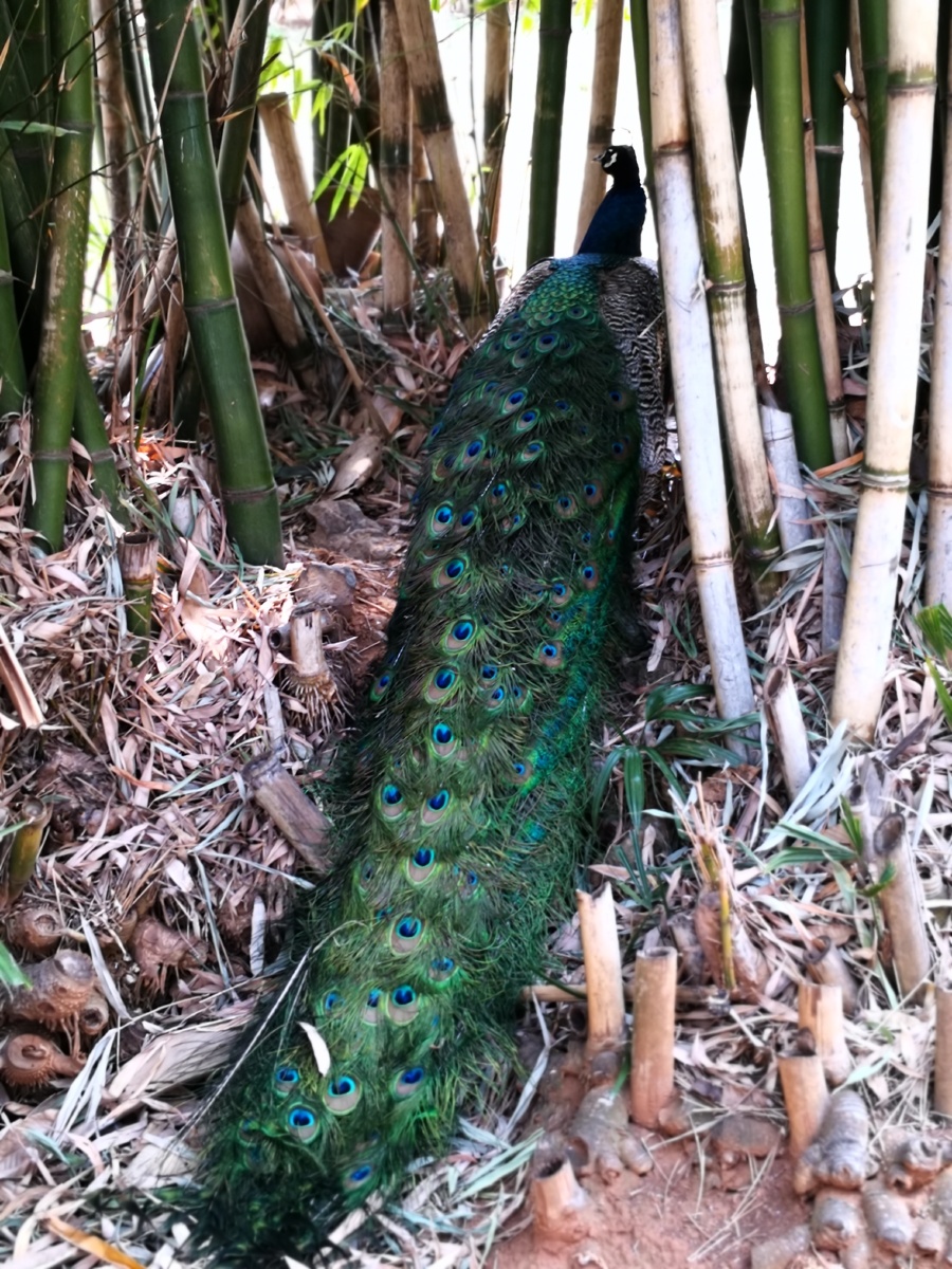 云南金孔雀开屏美丽动人呢啊