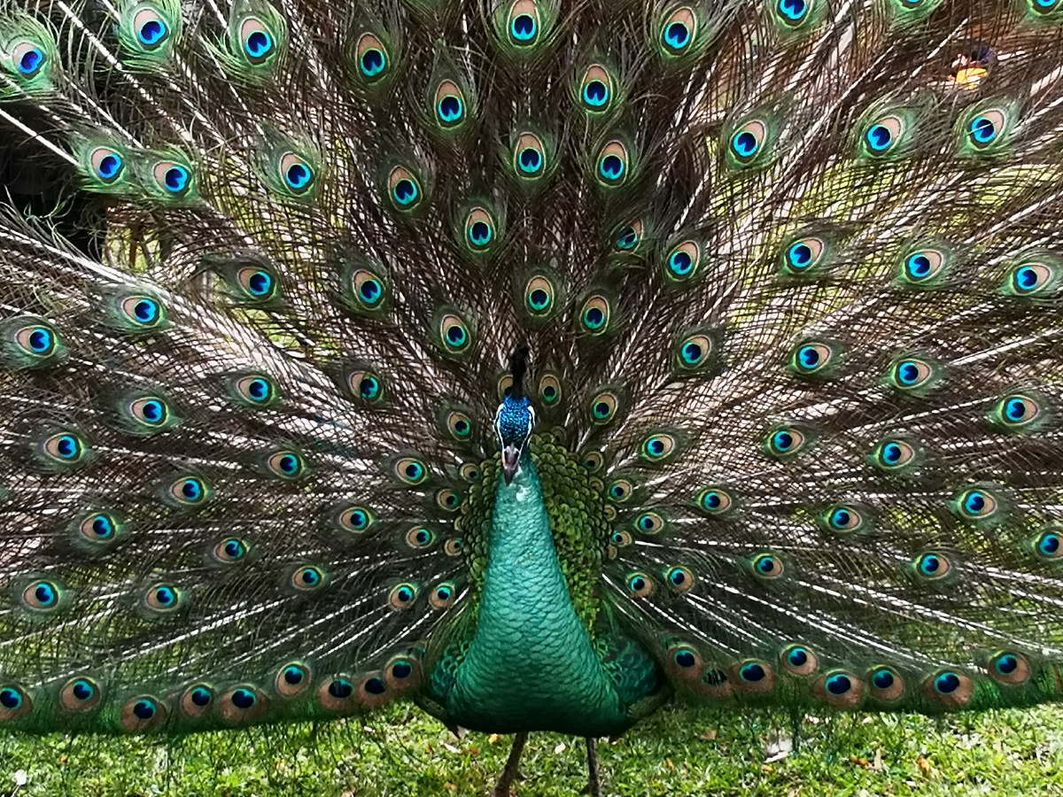 云南金孔雀开屏美丽动人呢啊