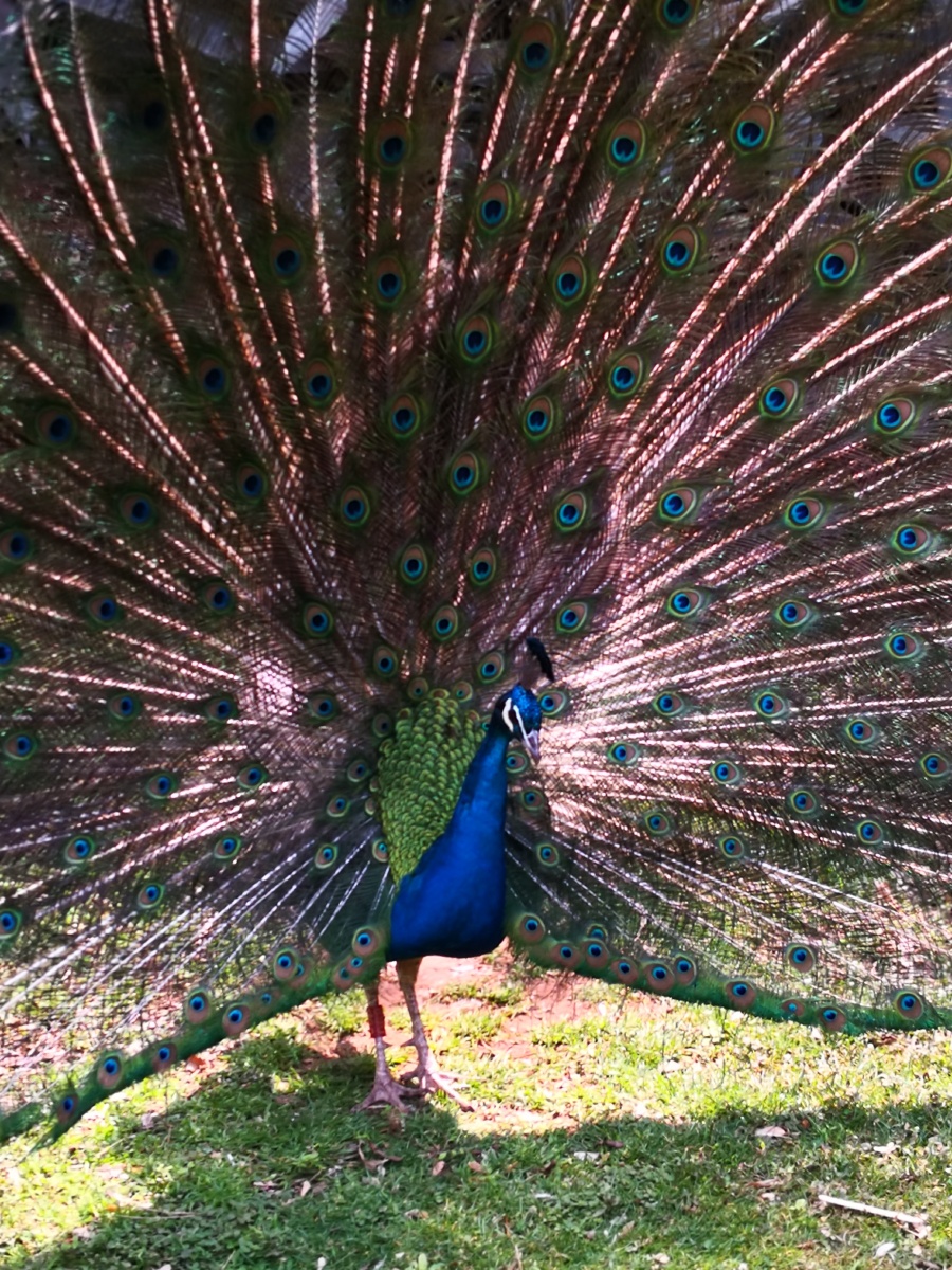 云南金孔雀开屏美丽动人呢啊