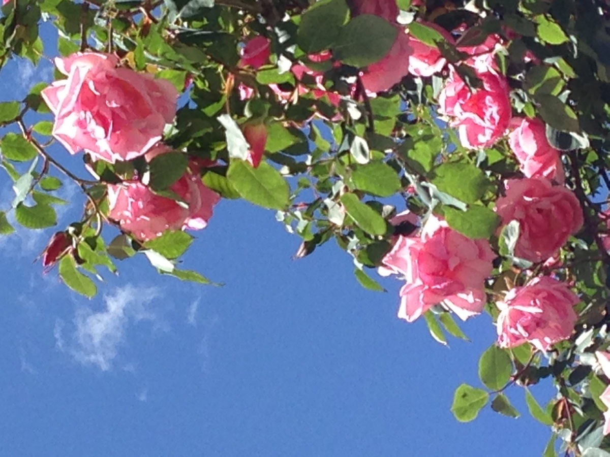 丽江有名的四季花