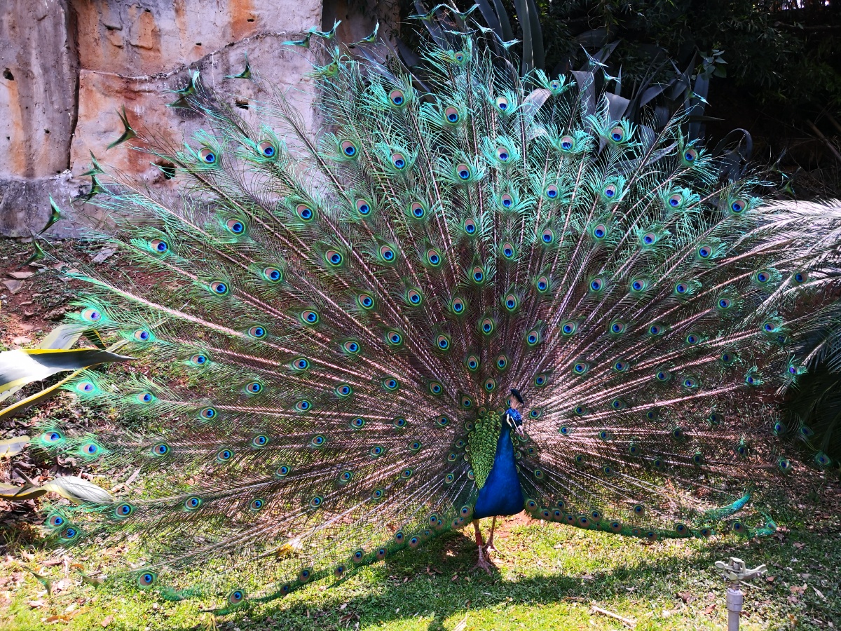 今日拍摄云南金孔雀美吗