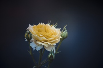 639FF7F3-0F1E-4308-9156-F5557492A5A1/L0/001