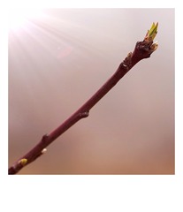 423893