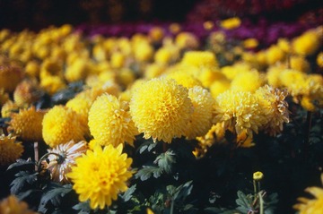 Untitled-8.jpg