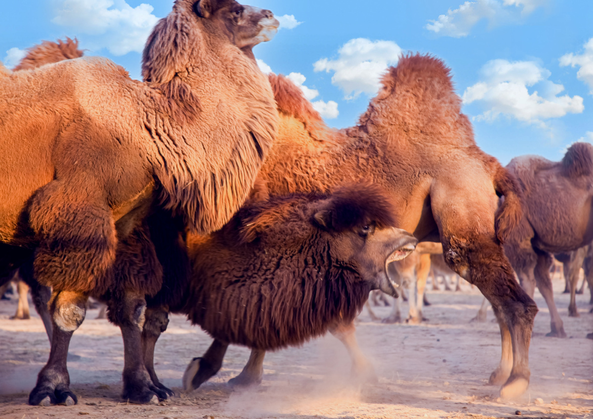 中国驼乡骆驼之争