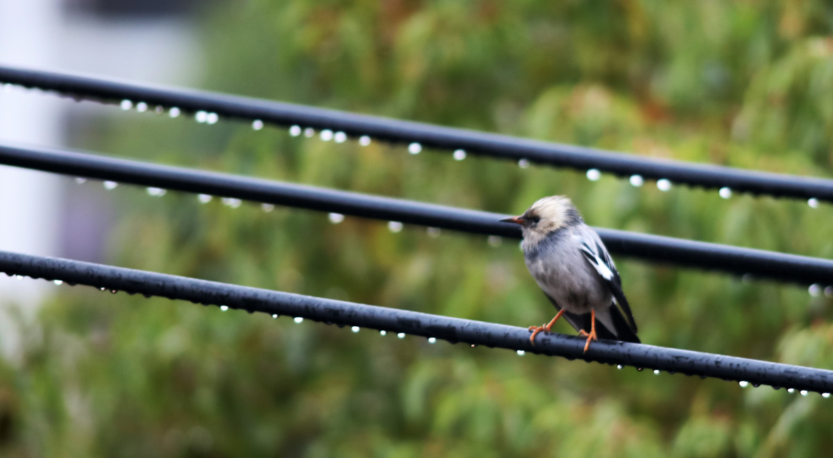 雨中小鸟