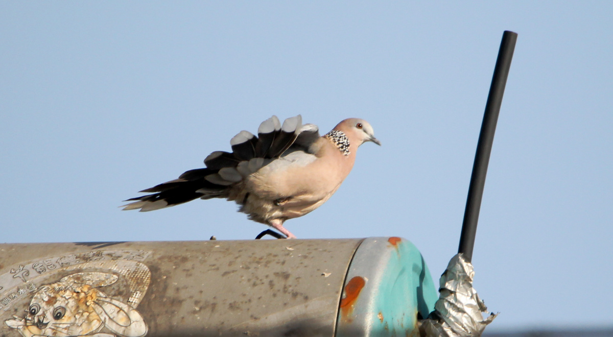 楼顶上的斑鸠
