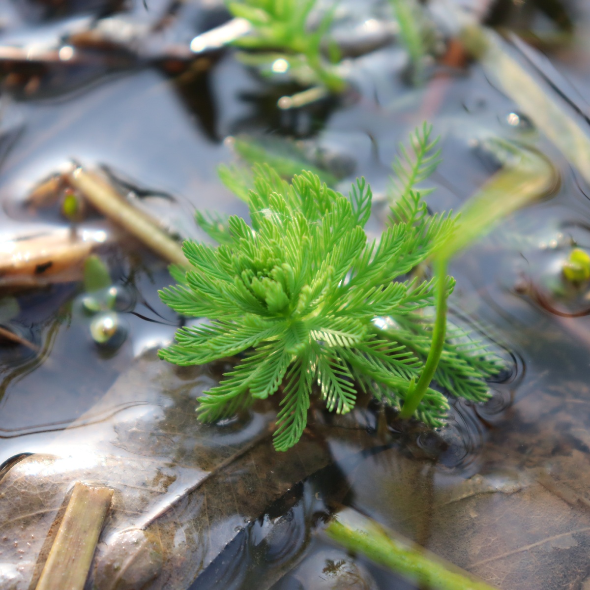 春天的颜色——水草