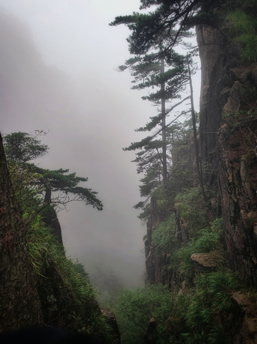 黄山松屹立于悬崖峭壁深壑幽谷郁郁葱葱生机勃勃