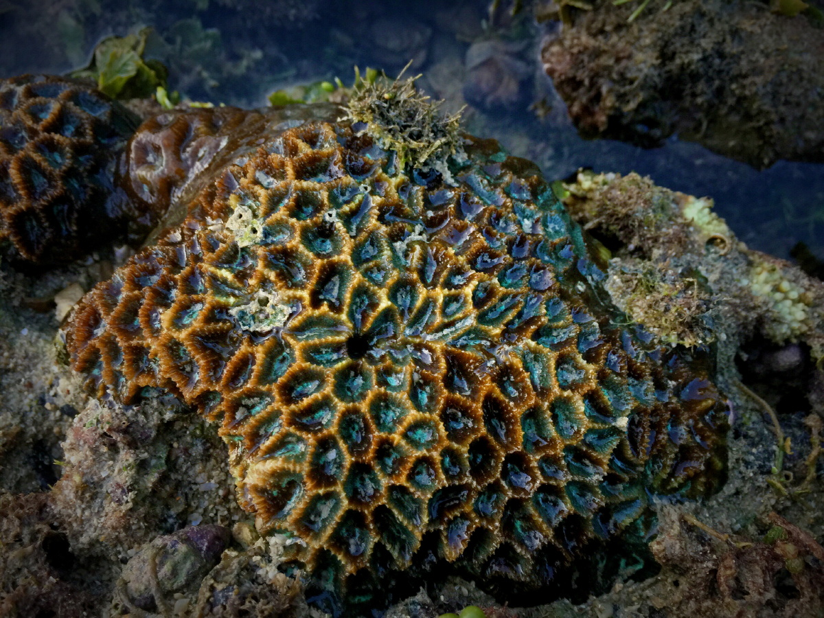 珊瑚珊瑚礁贝壳