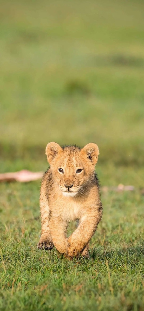 可爱又憨憨的小动物 - 放荡不羁-图虫 - 图虫
