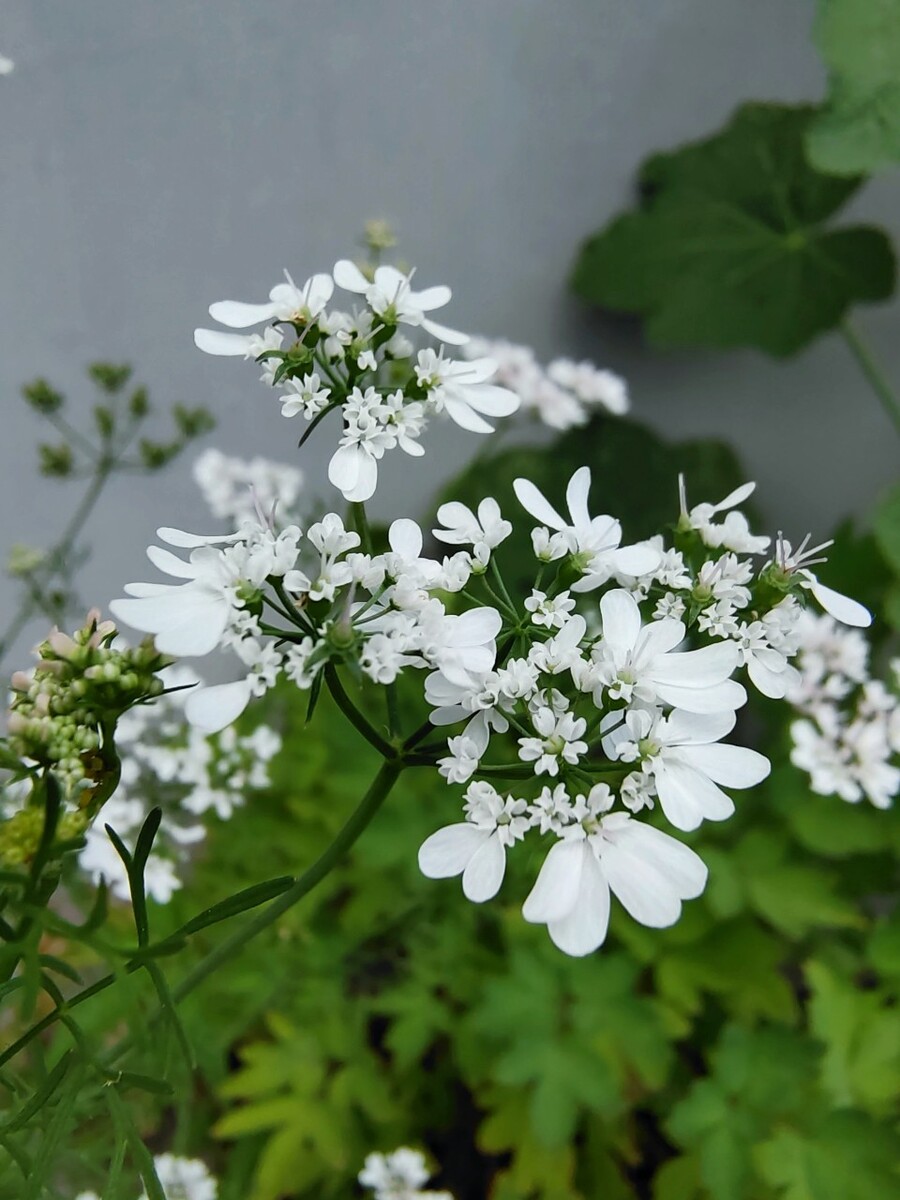 香菜花寓意图片