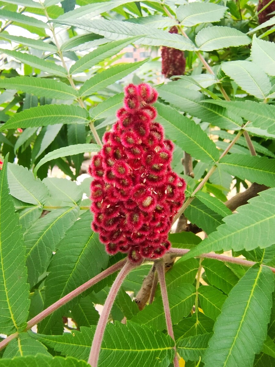 红火树的别名图片