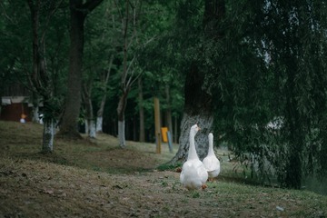 AB9F55B6-C60B-4C2C-ADEB-276BD32A2E8A/L0/001