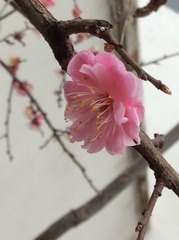 713357D9-E213-4607-AB3D-8AE7A4AAE782/L0/001