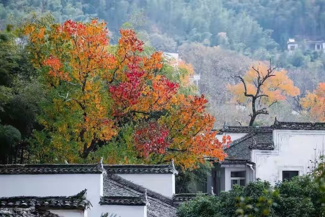 白墙青瓦映花间琳琅淡墨水云乡