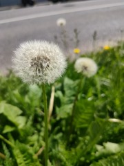 1000015028