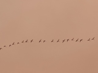 1000006631