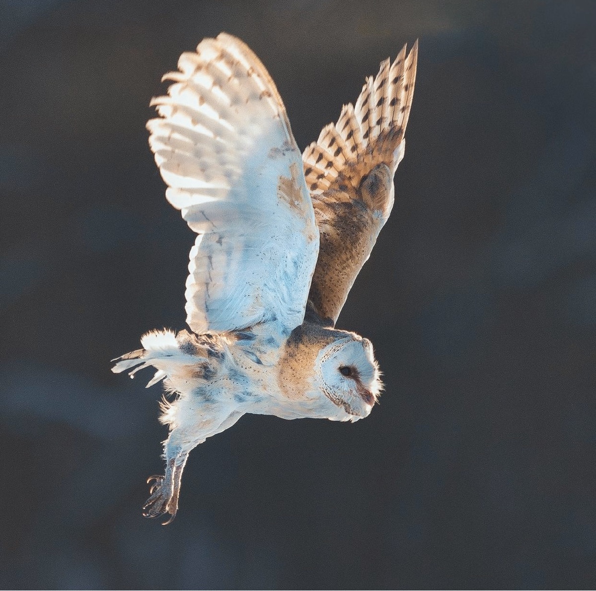 蹲点一天才能拍到飞行的仓鸮