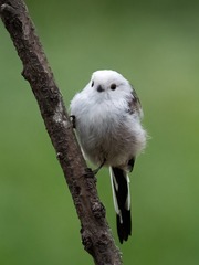 16534