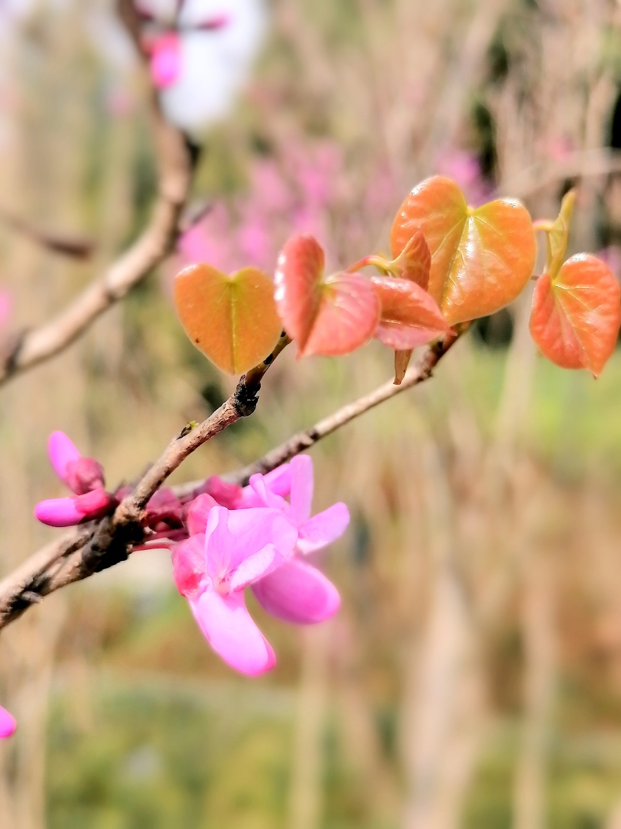紫荆花别名满条红苏芳花馍叶树团结树乡情树花开满树形似蝴蝶翩翩起舞
