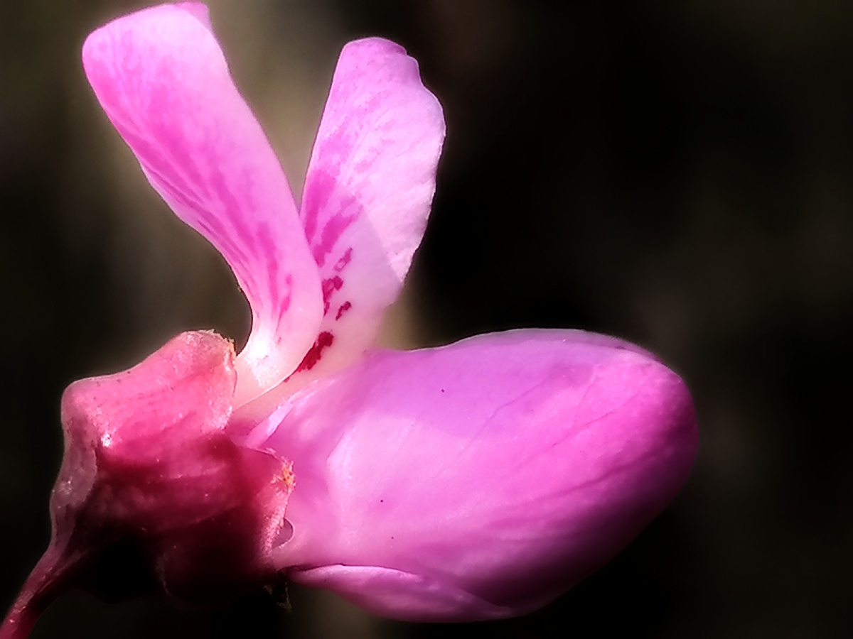 紫荆花别名满条红苏芳花馍叶树团结树乡情树花开满树形似蝴蝶翩翩起舞