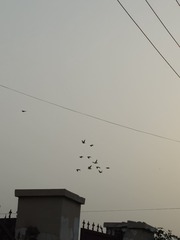 1000004727