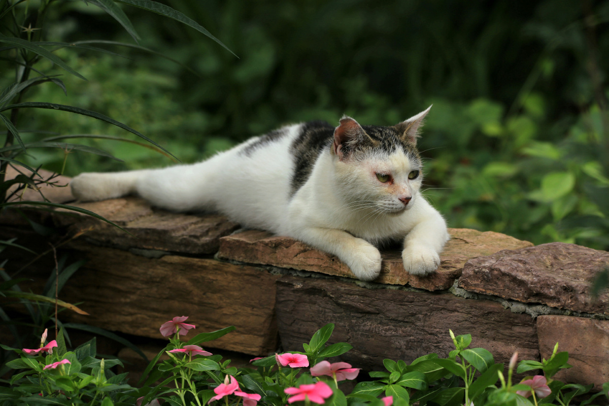 悠闲的野生猫咪