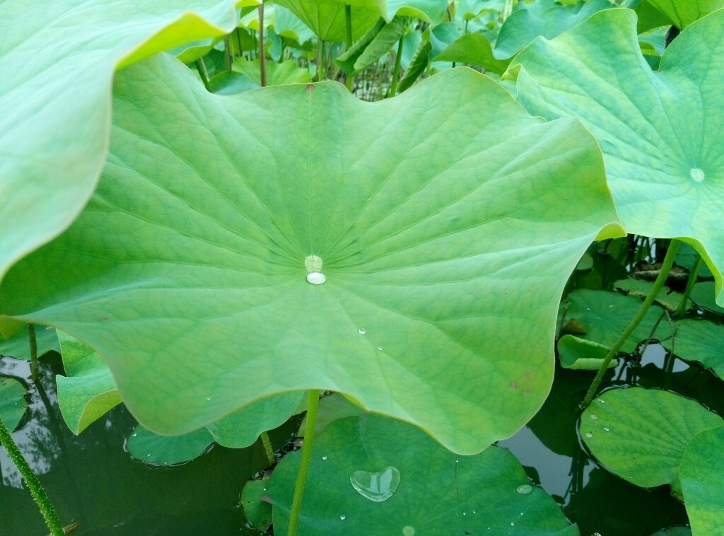 接天莲叶无穷碧，映日荷花别样红。