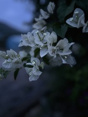 108A01B7-63E5-4FED-828A-CA279CE604E9/L0/001