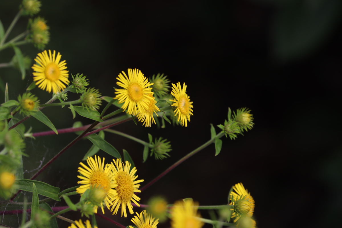 艳而不媚的柳叶旋覆花