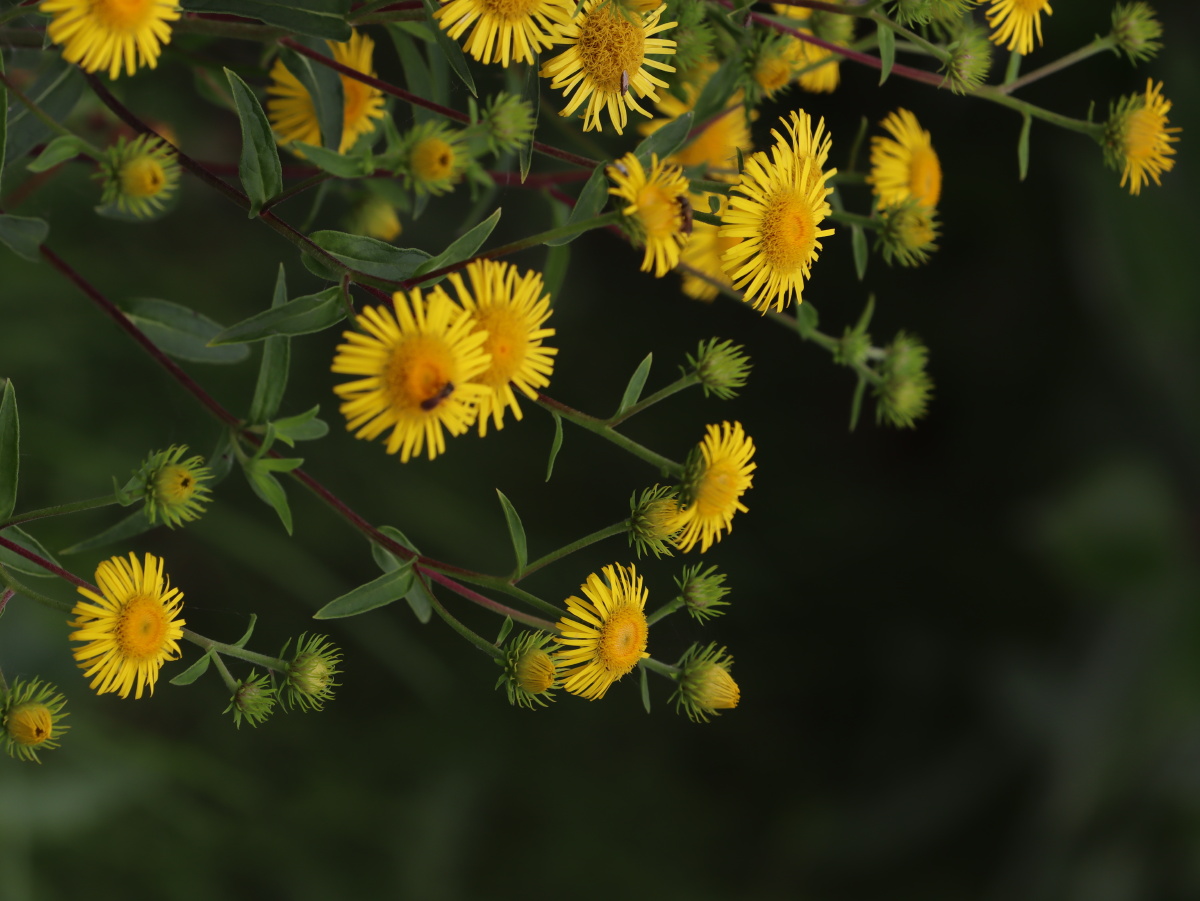 艳而不媚的柳叶旋覆花