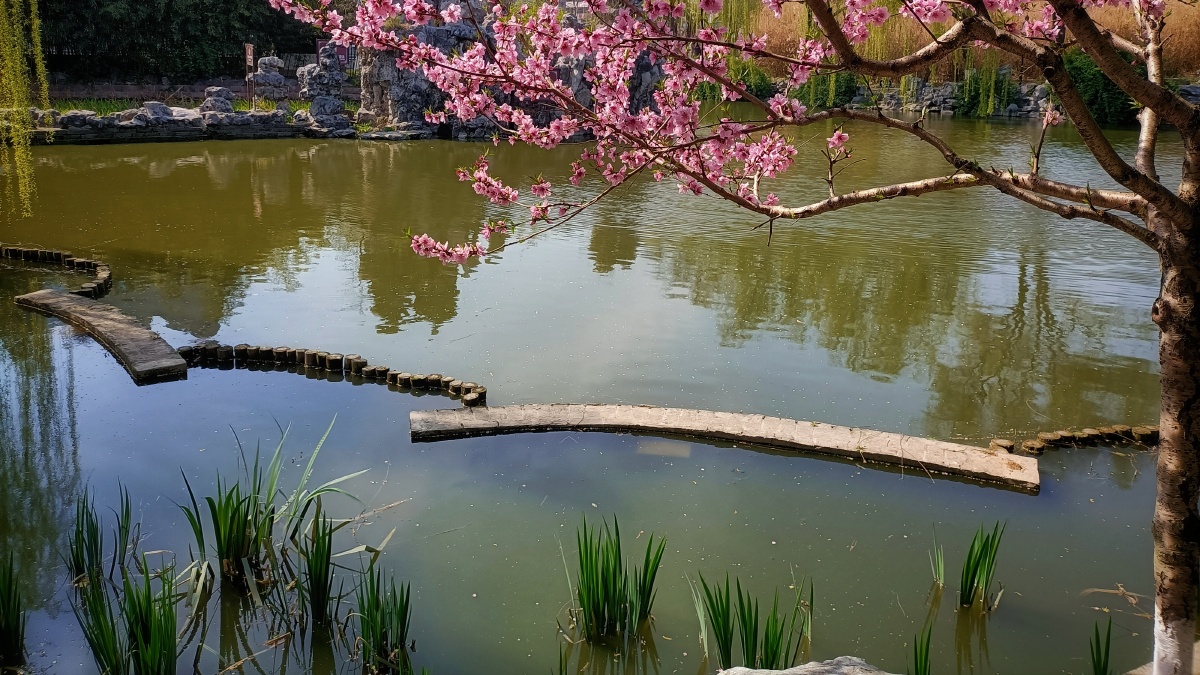 碧波湖边的桃花开了