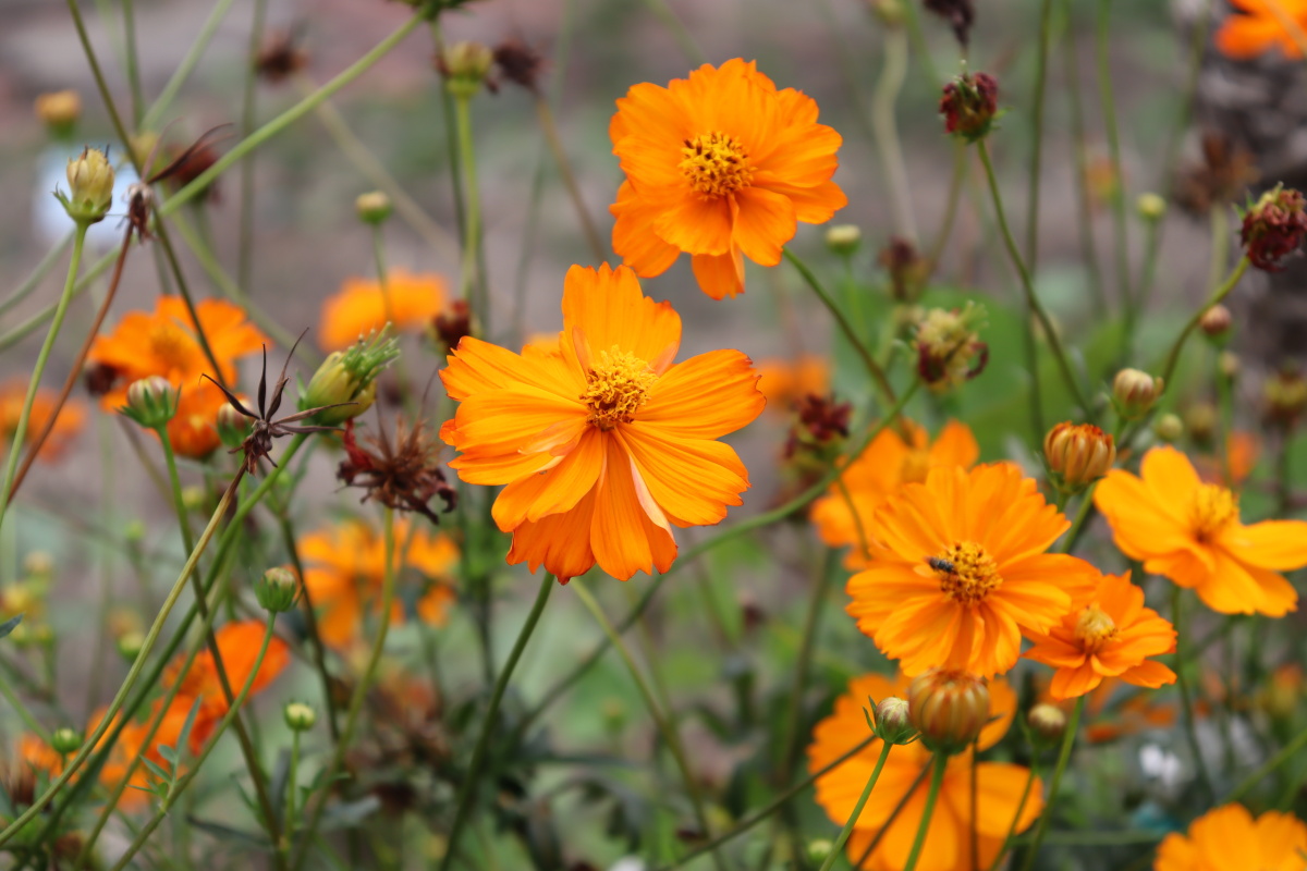 随风摇曳的黄波斯菊