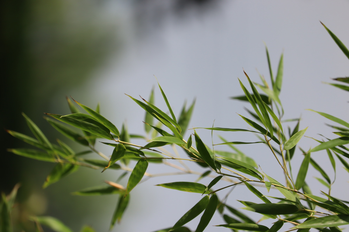 竹外一枝斜禅意小品