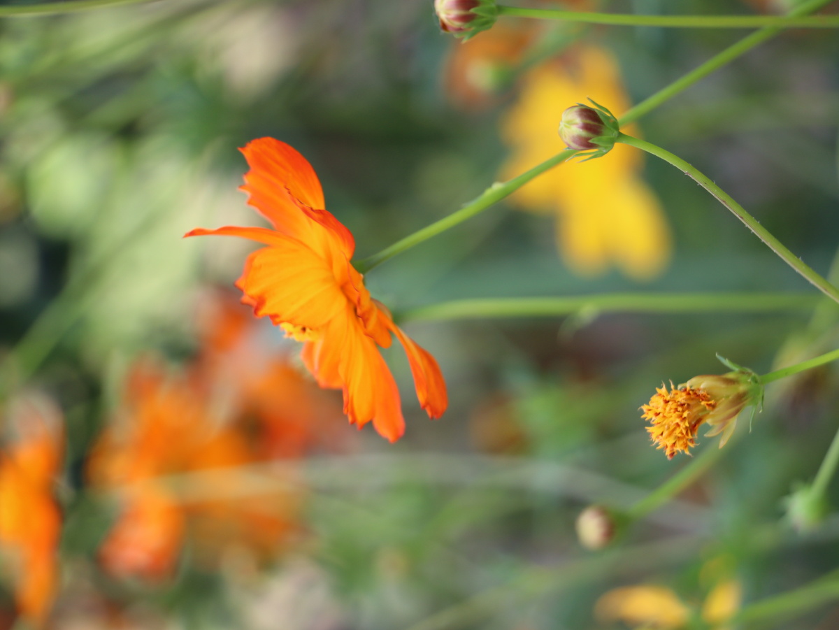 随风摇曳的黄波斯菊