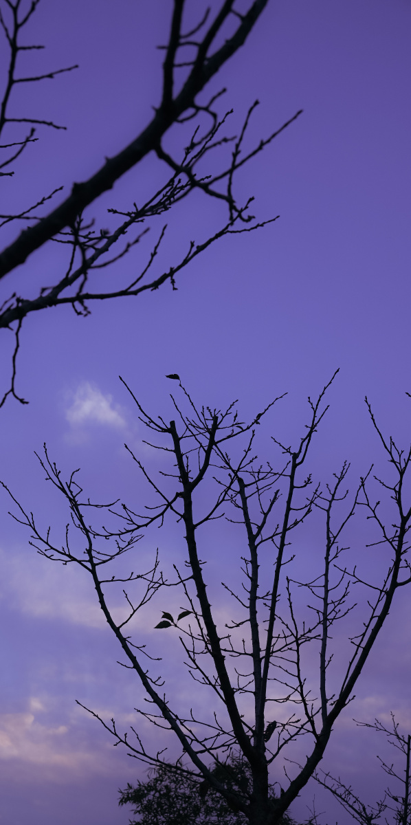孤独的树是寂寥的风景