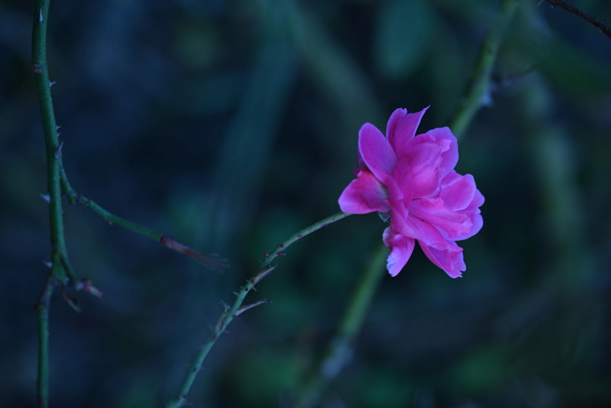 月季花一朵永不凋零的妩媚